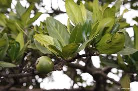 Image result for Gardenia cornuta