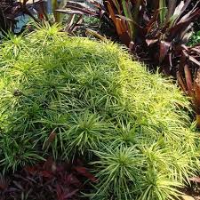 Brokoli kuning bisa tumbuh mencapai 55 centimeter. Jual Tanaman Hias Ararea Daun Kuning Berkualitas