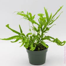Image result for Pteris