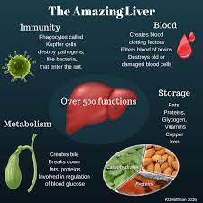 Foods good for liver regeneration. 5 Facts You Probably Didn T Know About Your Liver