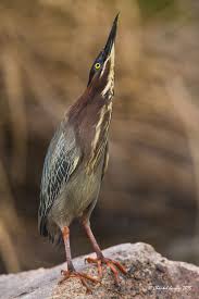 It Looks Like Rain Green Heron Colorful Birds Beautiful Birds