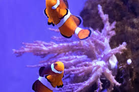 The audubon aquarium of the americas is an aquarium in new orleans, louisiana, united states. Audubon Aquarium Of The Americas Is One Of The Very Best Things To Do In New Orleans