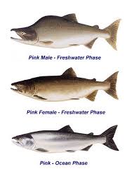 Pacific Northwest Fish Id Oncorhynchus Gorbuscha Pink Or