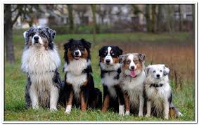 Toy australian shepherd puppies ohio. Red Merle Mini Australian Shepherd Vs Australian Shepherd Novocom Top