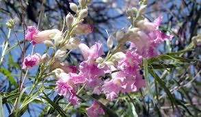 Check spelling or type a new query. Best Native Plants For Your Austin Garden Lawnstarter