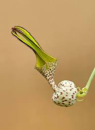 Image result for Ceropegia achtenii