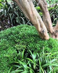 Pittosporum varieties include tall hedging plants as well as low growing types suited to containers. Pittosporum Tobira Miss Muffet Unpruned And Engulfing Old Olive A Plant Thats Habit Remains Tightly Packed Plants Mediterranean Plants Landscaping Plants