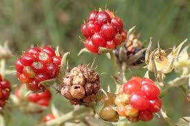 Image result for Rubus pinnatus