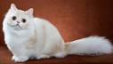 MINUET CAT BREED (Napoleon Cat) | Cat breeds of the world