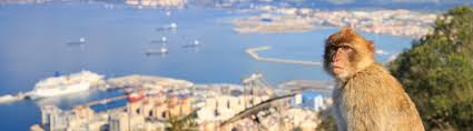 It was the grandest private mansion ever seen in gibraltar. Gibraltar Affchen Hohlen Und Panoramen Urlaubsguru