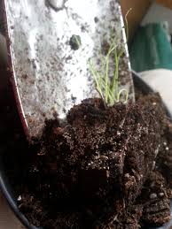 Check spelling or type a new query. What Are These Specks Of White Fuzz In Some Of My Potting Soil Gardening Landscaping Stack Exchange