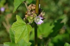 Image result for Malva verticillata