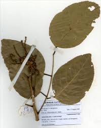 Image result for Isoberlinia