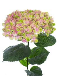 Hortensie Magical Coral Rosa Grun Bestellen Blumigo