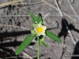 Image result for Sida urens