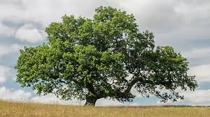 Check spelling or type a new query. A Year In The Life Of An English Oak Tree The Kid Should See This