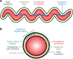 Image result for Spirochete