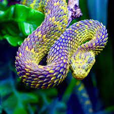 African Snakes Bush Vipers In 2021 African Bush Viper Viper Snake Tropical Animals