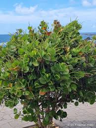 Image result for Coccoloba