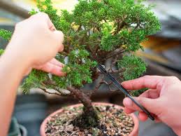 What should be in your bonsai soil? How To Prune A Bonsai Tree Lovethegarden