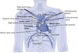A doctor will diagnose the underlying cause by a physical examination and imaging scans. Thoracic Cavity An Overview Sciencedirect Topics