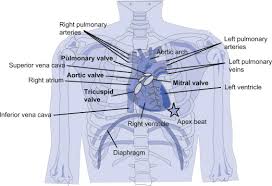 It is an organ that is part of the lymph system and works. Thoracic Cavity An Overview Sciencedirect Topics