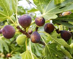 Apr 30, 2021 · how to grow mangosteen fruit trees. 7 Easily Propagated Fruits For Transforming Your Backyard Into A Food Forest