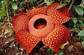 Check spelling or type a new query. 8 Of The Biggest Flowers On Earth