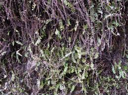 Image result for Adiantum incisum