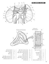 A regional atlas of the human body is sobotta, j. Anatomy Coloring Workbook Fourth Edition I Edward Alcamo Ph D The Staff Of The Princeton Review 9780451487872 Christianbook Com