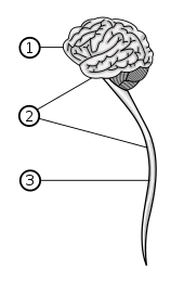 Motor nerves start from the central nervous system and go out toward the far reaches of the body. Central Nervous System Simple English Wikipedia The Free Encyclopedia