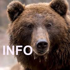More stuff from schickentanz tv. Infoquerbeet Statistika Kanala Brummbarinfo Telegram Analytics
