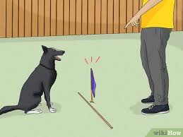 This will also keep them safe and prevent any possibility of their being stolen from your tethering is not only cruel, but it leads to aggressive behavior in dogs. 3 Ways To Safely Keep Your Dog In The Yard Wikihow