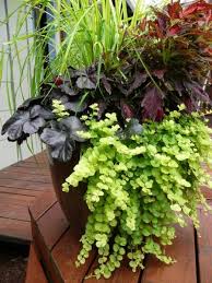 Pot Combination Created By Me It S Not A Bad Way To Make A Living Urban Garden Container Plants Container Gardening