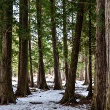 As a young tree, it is often used to build hedges along roadways. White Cedar Trees For Sale Northern White Cedar Trees For Sale Chief River Nursery
