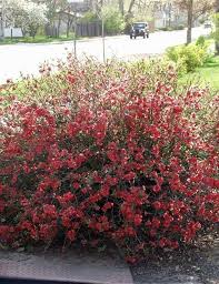 We did not find results for: Item Details Tinga Nursery Inc