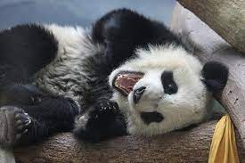 Panda Is So Ticklish Panda Bear Panda Atlanta Zoo