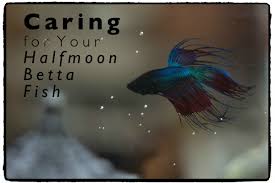 Our bettas are hand selected from the best farms in thailand. Halfmoon Betta Fish Care And Tips Pethelpful By Fellow Animal Lovers And Experts