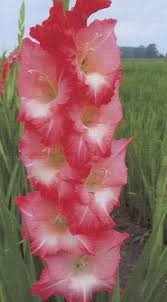 Gladiolus Coral Sea Ef 05 5 433m Gladiolus Flowers Coral