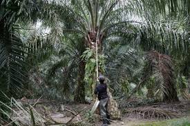 The oil palms will be ready for harvesting in 2.5 to 3 years after the plantation in the main field. Oil Palm Planters Appeal To Sabah To Lift Additional Restrictions Of New Sop Mpoc