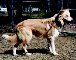 Puberty and adolescence are the time when animals transition from youth to sexual maturity. To Neuter Or Not To Neuter Your Dog That Is The Question Whole Dog Journal