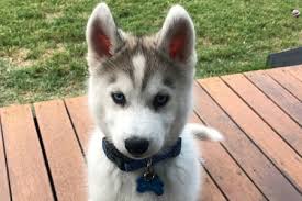 He will get lots of outside entertainment time and will get to socialize with other dogs. Husky Dog Breeder In Melbourne Victoria Husky S R Us