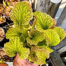 Image result for Ctenium somalense