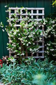 These members of the family droseraceae lure, capture, and digest insects using stalked mucilaginous glands covering their leaf surfaces. 5 Outdoor Climbing Plants As Beautiful As Jasmine