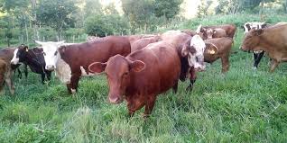 Soal matematika smp aritmatika sosial language:id. Vacas Gordas Y Vacas Flacas Economis