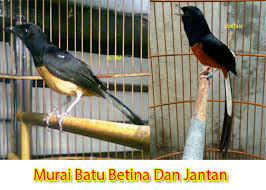 Sayangnya, cara ini hanya bisa dilakukan saat burung cendet sudah menginjak usia 4 bulan ke atas. 29 Burung Decu Trotol Jantan Dan Betina Terupdate Pojok Burung