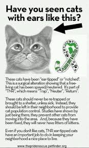 Trap Neuter And Return Tnr Program Basics How To Tell When A Cat Is More Than A Stray Feral Cats Cats Tnr Cats