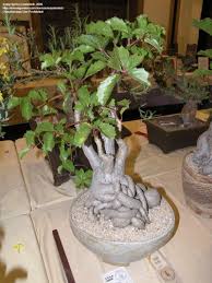 Image result for Cyphostemma barbosae