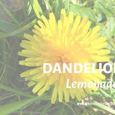 Dandelion Lemonade Super Refreshing Full Of Vitamin C An Easy Drink To Make Collect Some Dandelions O Easy Drinks To Make Take What You Need Easy Drinks