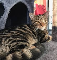 The caffeinated cat… on race report: The Neighbor S Cat On Twitter Catoftheday Is Galaxy A Rescuecat Available For Adoption At The Caffeinated Cat In Jacksonville Florida Adoptdontshop Tnr Catcafe Cats Catlover Tabby Jacksonvillebeach Https T Co 2axrjuab7c